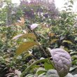 Cây xạ đen Hà Nội nên mua ở đâu? Địa chỉ bán cây xạ đen uy tín