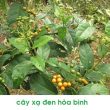Xạ đen là gì? Có mấy loại cây xạ đen, hình ảnh xạ đen thật giả