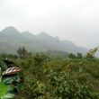 Kỹ thuật trồng cây xạ đen cho hiệu quả kinh tế cao và cách chăm sóc